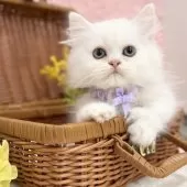 ミヌエット(短足)【神奈川県・男の子・2025年8月1日・クリーム&ホワイト】の写真2「箱入りにゃん(*´ω｀*)」