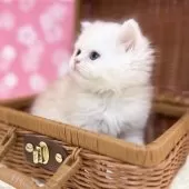 ミヌエット(長足)【神奈川県・男の子・2025年2月4日・チンチラゴールデン】の写真4「横顔もステキっ!」