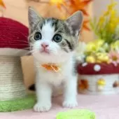 スコティッシュフォールド(立ち耳)【神奈川県・女の子・2025年7月23日・ブラウンタビー&ホワイト】の写真6