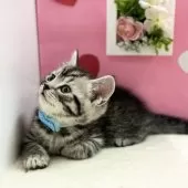 スコティッシュフォールド(立ち耳)【神奈川県・男の子・2025年12月1日・シルバータビー】の写真4