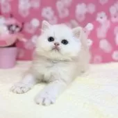 ミヌエット(長足)【神奈川県・男の子・2025年2月4日・チンチラゴールデン】の写真5