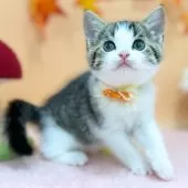 スコティッシュフォールド(立ち耳)【神奈川県・女の子・2025年7月23日・ブラウンタビー&ホワイト】の写真7