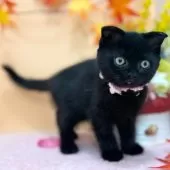 スコティッシュフォールド(折れ耳)【神奈川県・女の子・2025年7月23日・ブラック】の写真7