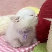 ミヌエット(短足)【神奈川県・男の子・2025年8月1日・クリーム&ホワイト】の写真7