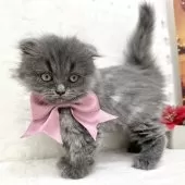 スコティッシュフォールド(立ち耳)【神奈川県・女の子・2024年10月20日・ブルー】の写真7