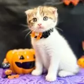 スコティッシュフォールド(折れ耳)【神奈川県・男の子・2024年8月2日・ブラウンタビーバン】の写真10