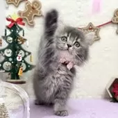 スコティッシュフォールド(立ち耳)【神奈川県・女の子・2025年9月22日・ブルータビー】の写真4