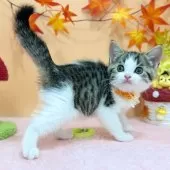 スコティッシュフォールド(立ち耳)【神奈川県・女の子・2025年7月23日・ブラウンタビー&ホワイト】の写真3