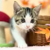 スコティッシュフォールド(立ち耳)【神奈川県・女の子・2025年7月23日・ブラウンタビー&ホワイト】の写真2「探検っ♪」