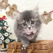 スコティッシュフォールド(立ち耳)【神奈川県・女の子・2025年9月22日・ブルータビー】の写真11