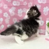 スコティッシュフォールド(折れ耳)【神奈川県・女の子・2025年3月13日・ブラウンタビー&ホワイト】の写真11