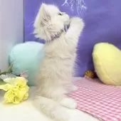 ミヌエット(短足)【神奈川県・男の子・2025年8月1日・クリーム&ホワイト】の写真10