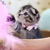 スコティッシュフォールド(折れ耳)【神奈川県・女の子・2025年5月27日・ブラウンタビー】の写真9