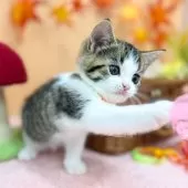 スコティッシュフォールド(立ち耳)【神奈川県・女の子・2025年7月23日・ブラウンタビー&ホワイト】の写真8