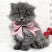 スコティッシュフォールド(立ち耳)【神奈川県・女の子・2024年10月20日・ブルー】の写真8