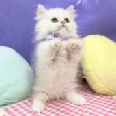 ミヌエット(短足)【神奈川県・男の子・2025年8月1日・クリーム&ホワイト】の写真3「タッチ♪」