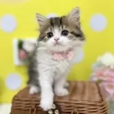 スコティッシュフォールド(立ち耳)【神奈川県・女の子・2025年3月15日・キャリコ】の写真8