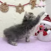 スコティッシュフォールド(立ち耳)【神奈川県・女の子・2025年9月22日・ブルータビー】の写真9