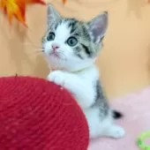 スコティッシュフォールド(立ち耳)【神奈川県・女の子・2025年7月23日・ブラウンタビー&ホワイト】の写真9