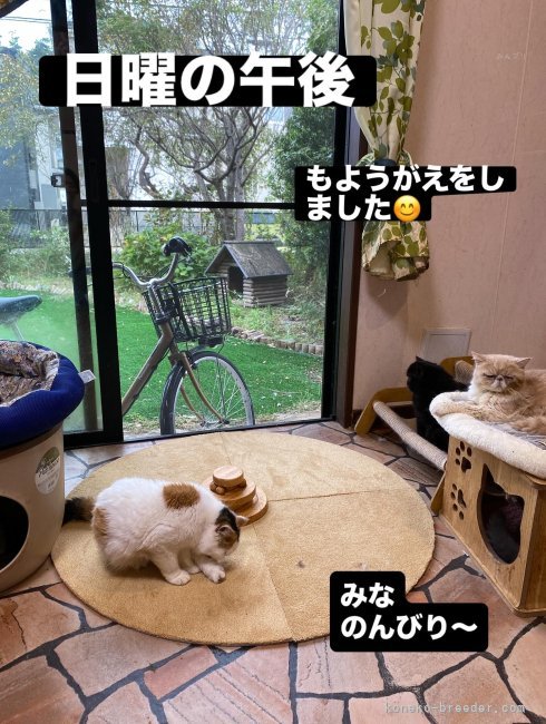 小島晴美ブリーダーのブログ：エキゾさんて！
