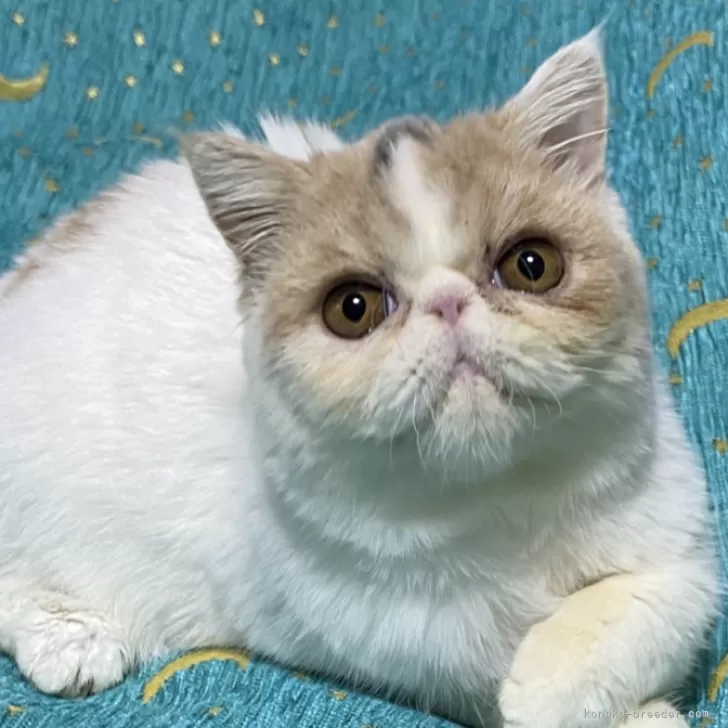 ID:2407-03253の子猫
