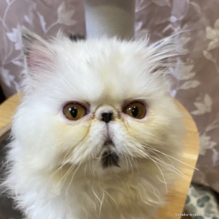 ID：2309-01860の子猫