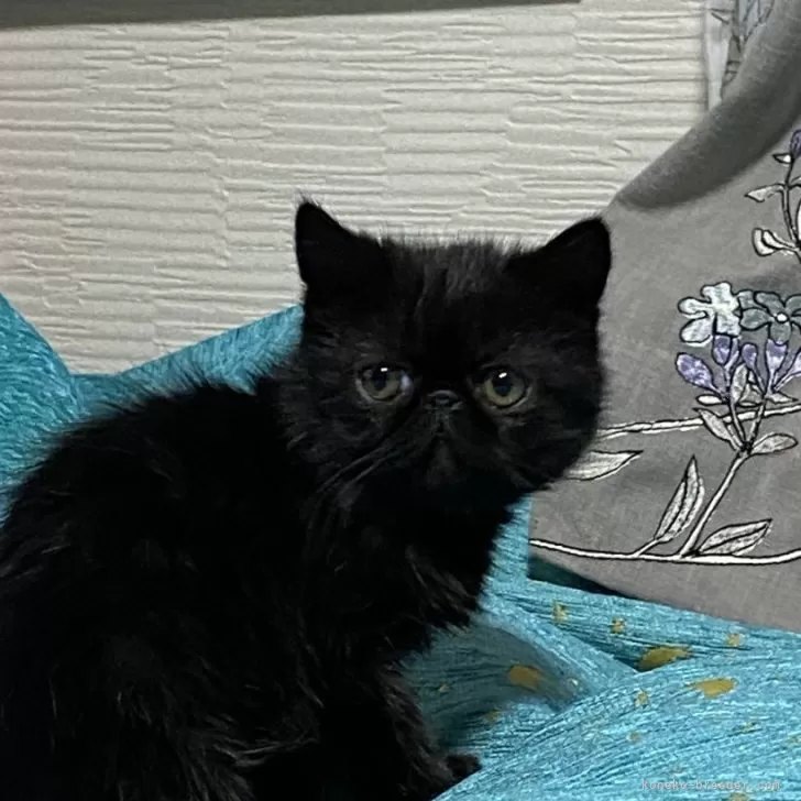 ID：2401-00885の子猫