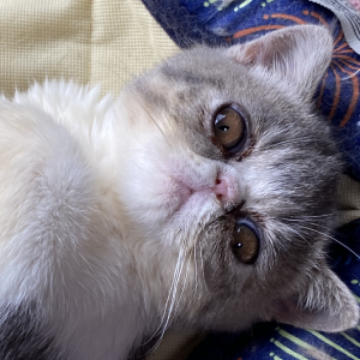 エキゾチックショートヘア【茨城県・女の子・2023年3月18日・ブルータビー&ホワイト】の写真「大きな👁️の女の子❣️」