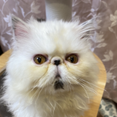 エキゾチックロングヘア