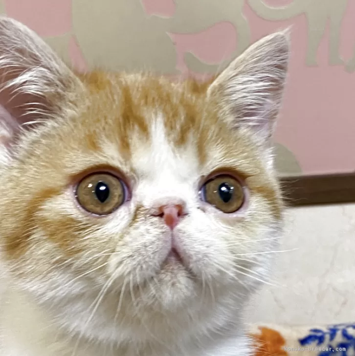 ID：2504-00285の子猫