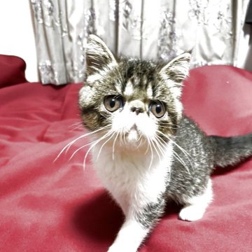 エキゾチックショートヘア【茨城県・男の子・2025年7月5日・ブラウンタビー&ホワイト】の写真「甘えん坊の男の子❣️」