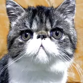 エキゾチックショートヘア