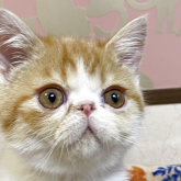 エキゾチックショートヘア