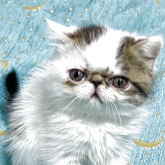 エキゾチックショートヘア