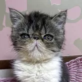 エキゾチックショートヘア