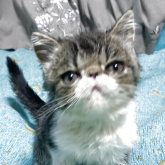 エキゾチックショートヘア