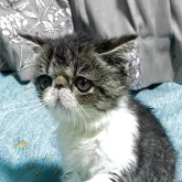 エキゾチックショートヘア【茨城県・男の子・2025年7月5日・ブラウンタビー&ホワイト】の写真3