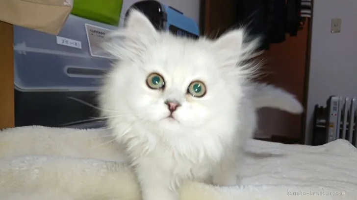 ID：1904-01525の子猫