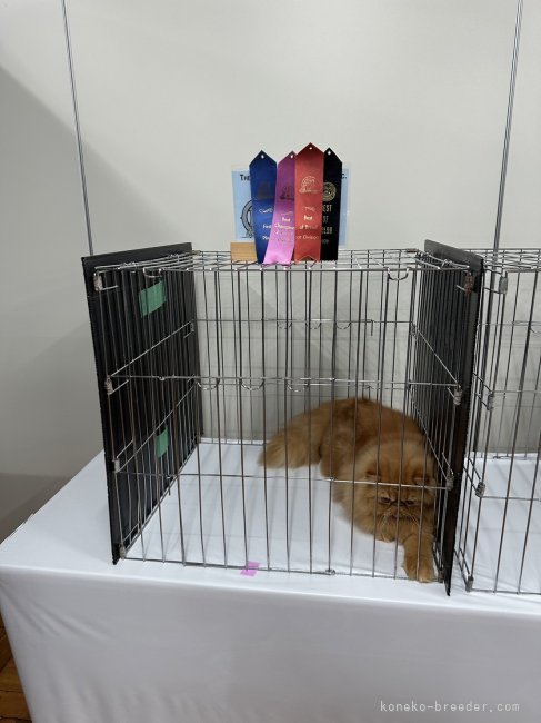 山田初美ブリーダーのブログ：Delight Cat Fanciers 10th Show