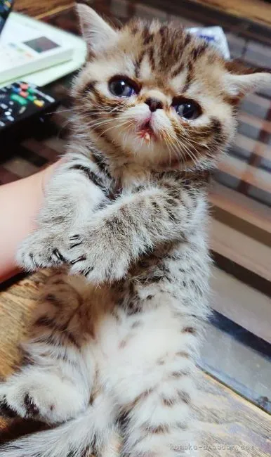 ID：2009-00448の子猫