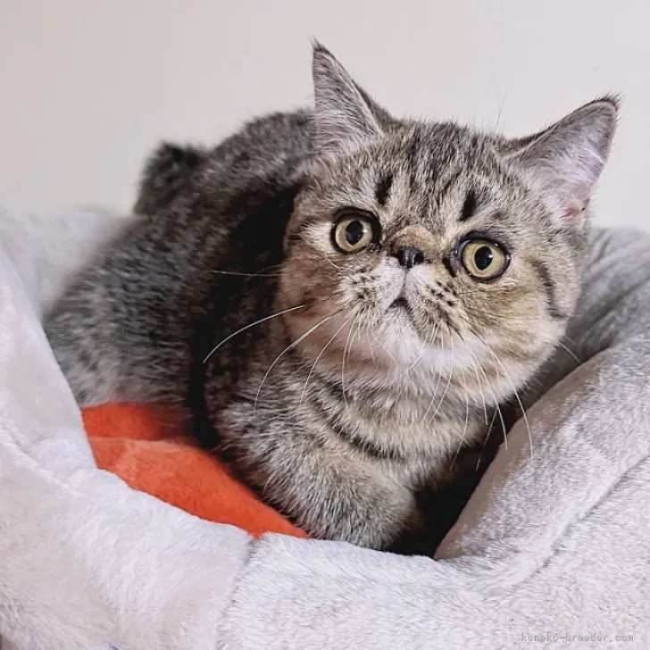 ID:2307-01201の子猫