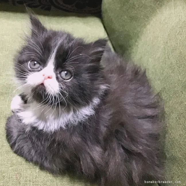 ID:2103-01144の子猫