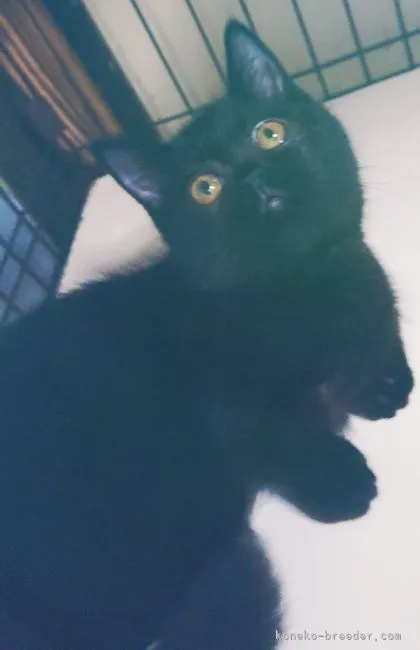 ID:2103-01142の子猫