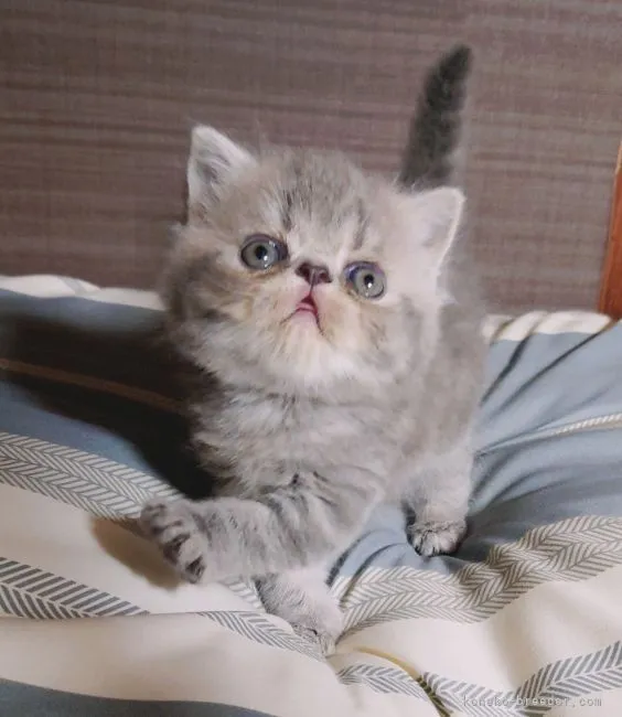 ID：2109-00275の子猫