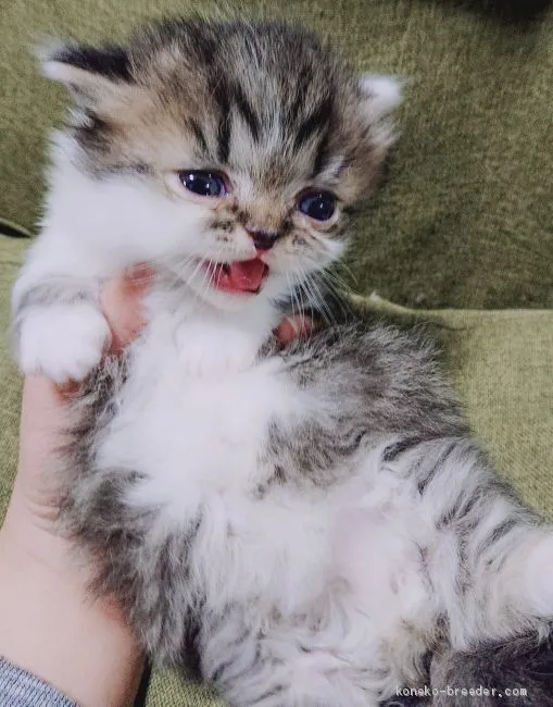 ID：2103-01143の子猫