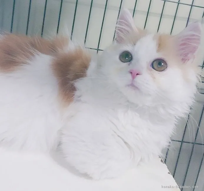 ID:2104-00670の子猫