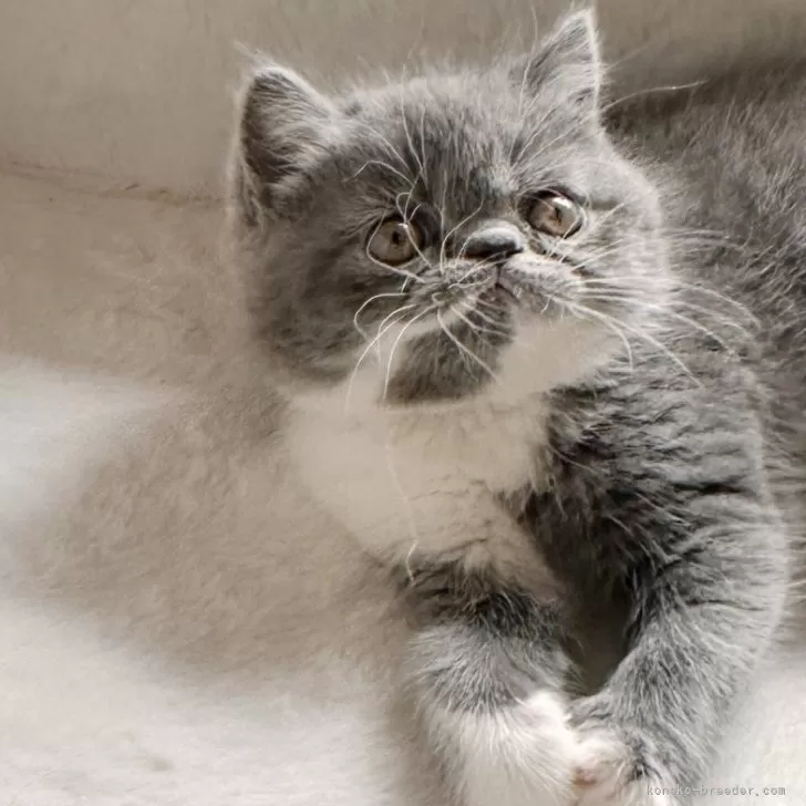 ID：2404-02544の子猫