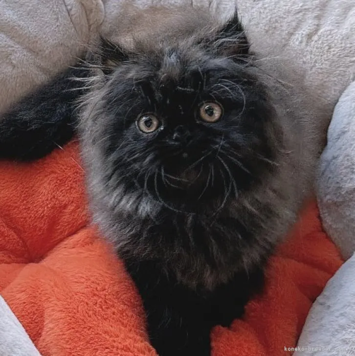 ID:2310-01796の子猫
