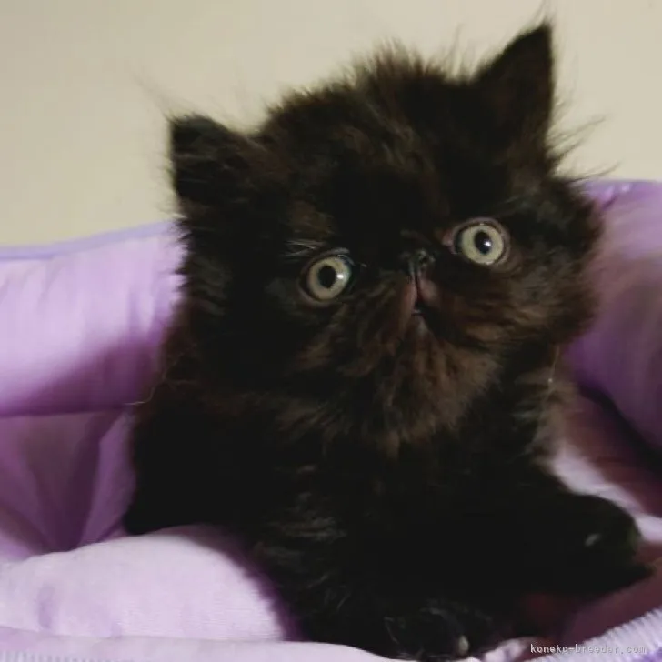 ID：2307-01099の子猫