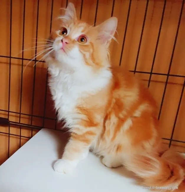 モリモリちゃん 様のお迎えした子猫